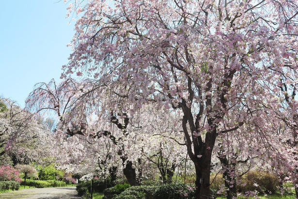 【文京区】六義園の桜 / 流れ落ちる滝のようなしだれ桜は必見, 【文京区】小石川後楽園の桜 / 多彩な桜が楽しめる、水戸徳川家上屋敷の庭園, 【台東区】上野恩賜公園の桜 / 江戸時代より親しまれる桜の名所, 【足立区】舎人公園の桜 / 日米友好の証、レーガン桜を見ることができる, 【渋谷区】代々木公園の桜 / 広い芝生の上で満開の桜を楽しむ, 【練馬区】石神井公園の桜 / 遊歩道やボートから美しい桜を鑑賞, 【練馬区】都立光が丘公園の桜 / 都会の喧噪を忘れて花見を楽しむ, 【杉並区】善福寺川緑地・和田堀公園の桜 / 川に沿って伸びる散策路沿いの桜並木が人気, 【調布市】都立神代植物公園の桜 / 花期が異なる約60種類の桜で長く観桜を楽しめる, 【稲城市】よみうりランドの桜 / ジェットコースターから史上最速の花見を体験, 【青梅市】梅岩寺の桜 / 青梅名物の巨大なしだれ桜, 【青梅市】釜の淵公園の桜 / 名所として知られる桜並木
