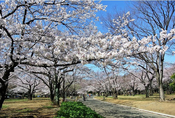 【文京区】六義園の桜 / 流れ落ちる滝のようなしだれ桜は必見, 【文京区】小石川後楽園の桜 / 多彩な桜が楽しめる、水戸徳川家上屋敷の庭園, 【台東区】上野恩賜公園の桜 / 江戸時代より親しまれる桜の名所, 【足立区】舎人公園の桜 / 日米友好の証、レーガン桜を見ることができる, 【渋谷区】代々木公園の桜 / 広い芝生の上で満開の桜を楽しむ, 【練馬区】石神井公園の桜 / 遊歩道やボートから美しい桜を鑑賞, 【練馬区】都立光が丘公園の桜 / 都会の喧噪を忘れて花見を楽しむ, 【杉並区】善福寺川緑地・和田堀公園の桜 / 川に沿って伸びる散策路沿いの桜並木が人気, 【調布市】都立神代植物公園の桜 / 花期が異なる約60種類の桜で長く観桜を楽しめる, 【稲城市】よみうりランドの桜 / ジェットコースターから史上最速の花見を体験, 【青梅市】梅岩寺の桜 / 青梅名物の巨大なしだれ桜, 【青梅市】釜の淵公園の桜 / 名所として知られる桜並木