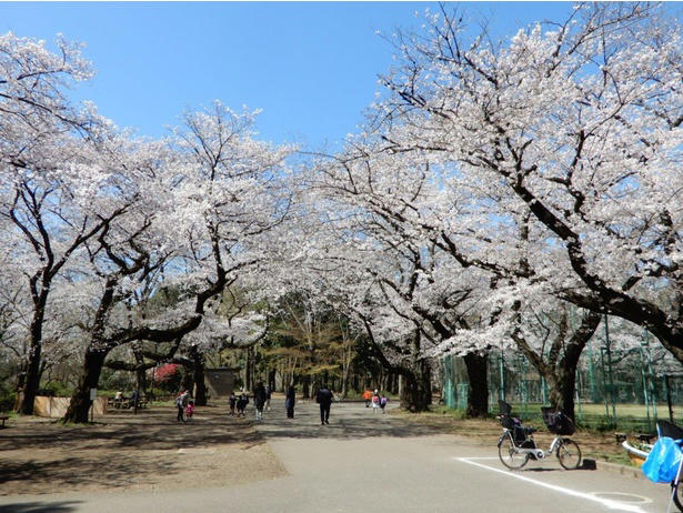 【文京区】六義園の桜 / 流れ落ちる滝のようなしだれ桜は必見, 【文京区】小石川後楽園の桜 / 多彩な桜が楽しめる、水戸徳川家上屋敷の庭園, 【台東区】上野恩賜公園の桜 / 江戸時代より親しまれる桜の名所, 【足立区】舎人公園の桜 / 日米友好の証、レーガン桜を見ることができる, 【渋谷区】代々木公園の桜 / 広い芝生の上で満開の桜を楽しむ, 【練馬区】石神井公園の桜 / 遊歩道やボートから美しい桜を鑑賞, 【練馬区】都立光が丘公園の桜 / 都会の喧噪を忘れて花見を楽しむ, 【杉並区】善福寺川緑地・和田堀公園の桜 / 川に沿って伸びる散策路沿いの桜並木が人気, 【調布市】都立神代植物公園の桜 / 花期が異なる約60種類の桜で長く観桜を楽しめる, 【稲城市】よみうりランドの桜 / ジェットコースターから史上最速の花見を体験, 【青梅市】梅岩寺の桜 / 青梅名物の巨大なしだれ桜, 【青梅市】釜の淵公園の桜 / 名所として知られる桜並木
