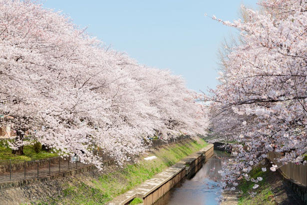 【文京区】六義園の桜 / 流れ落ちる滝のようなしだれ桜は必見, 【文京区】小石川後楽園の桜 / 多彩な桜が楽しめる、水戸徳川家上屋敷の庭園, 【台東区】上野恩賜公園の桜 / 江戸時代より親しまれる桜の名所, 【足立区】舎人公園の桜 / 日米友好の証、レーガン桜を見ることができる, 【渋谷区】代々木公園の桜 / 広い芝生の上で満開の桜を楽しむ, 【練馬区】石神井公園の桜 / 遊歩道やボートから美しい桜を鑑賞, 【練馬区】都立光が丘公園の桜 / 都会の喧噪を忘れて花見を楽しむ, 【杉並区】善福寺川緑地・和田堀公園の桜 / 川に沿って伸びる散策路沿いの桜並木が人気, 【調布市】都立神代植物公園の桜 / 花期が異なる約60種類の桜で長く観桜を楽しめる, 【稲城市】よみうりランドの桜 / ジェットコースターから史上最速の花見を体験, 【青梅市】梅岩寺の桜 / 青梅名物の巨大なしだれ桜, 【青梅市】釜の淵公園の桜 / 名所として知られる桜並木