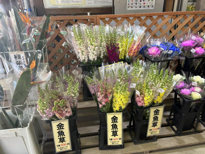 この春、絶対に行ってほしい道の駅！ 春の香りに包まれるドライブ旅へ, 1｜施設を彩る桜並木と極上の滞在体験, 道の駅たかねざわ元気あっぷむら（栃木県高根沢町）, 2｜温室に広がる春色！ 一足早い花摘み体験, 道の駅おおつの里 花倶楽部（千葉県南房総市）, 3｜世界一の渦潮と淡路島グルメの競演, 道の駅うずしお（兵庫県南あわじ市）, 4｜予約殺到！ 希少なブランドいちごの聖地, 道の駅大和路へぐり（奈良県平群町）, 5｜富山湾の神秘！ 春限定のホタルイカを味わい尽くす, 道の駅ウェーブパークなめりかわ（富山県滑川市）, 【まとめ】道の駅で、日本の春を遊び尽くそう