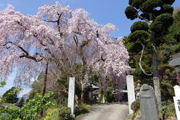 【文京区】六義園の桜 / 流れ落ちる滝のようなしだれ桜は必見, 【文京区】小石川後楽園の桜 / 多彩な桜が楽しめる、水戸徳川家上屋敷の庭園, 【台東区】上野恩賜公園の桜 / 江戸時代より親しまれる桜の名所, 【足立区】舎人公園の桜 / 日米友好の証、レーガン桜を見ることができる, 【渋谷区】代々木公園の桜 / 広い芝生の上で満開の桜を楽しむ, 【練馬区】石神井公園の桜 / 遊歩道やボートから美しい桜を鑑賞, 【練馬区】都立光が丘公園の桜 / 都会の喧噪を忘れて花見を楽しむ, 【杉並区】善福寺川緑地・和田堀公園の桜 / 川に沿って伸びる散策路沿いの桜並木が人気, 【調布市】都立神代植物公園の桜 / 花期が異なる約60種類の桜で長く観桜を楽しめる, 【稲城市】よみうりランドの桜 / ジェットコースターから史上最速の花見を体験, 【青梅市】梅岩寺の桜 / 青梅名物の巨大なしだれ桜, 【青梅市】釜の淵公園の桜 / 名所として知られる桜並木