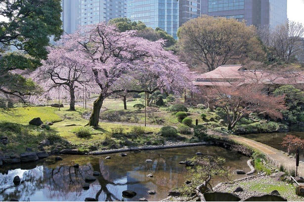 【文京区】六義園の桜 / 流れ落ちる滝のようなしだれ桜は必見, 【文京区】小石川後楽園の桜 / 多彩な桜が楽しめる、水戸徳川家上屋敷の庭園, 【台東区】上野恩賜公園の桜 / 江戸時代より親しまれる桜の名所, 【足立区】舎人公園の桜 / 日米友好の証、レーガン桜を見ることができる, 【渋谷区】代々木公園の桜 / 広い芝生の上で満開の桜を楽しむ, 【練馬区】石神井公園の桜 / 遊歩道やボートから美しい桜を鑑賞, 【練馬区】都立光が丘公園の桜 / 都会の喧噪を忘れて花見を楽しむ, 【杉並区】善福寺川緑地・和田堀公園の桜 / 川に沿って伸びる散策路沿いの桜並木が人気, 【調布市】都立神代植物公園の桜 / 花期が異なる約60種類の桜で長く観桜を楽しめる, 【稲城市】よみうりランドの桜 / ジェットコースターから史上最速の花見を体験, 【青梅市】梅岩寺の桜 / 青梅名物の巨大なしだれ桜, 【青梅市】釜の淵公園の桜 / 名所として知られる桜並木