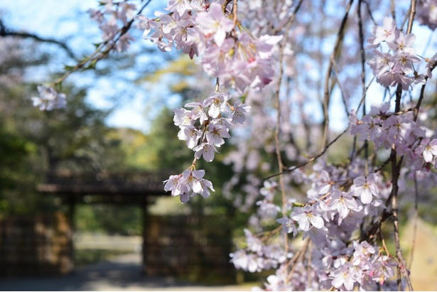 【文京区】六義園の桜 / 流れ落ちる滝のようなしだれ桜は必見, 【文京区】小石川後楽園の桜 / 多彩な桜が楽しめる、水戸徳川家上屋敷の庭園, 【台東区】上野恩賜公園の桜 / 江戸時代より親しまれる桜の名所, 【足立区】舎人公園の桜 / 日米友好の証、レーガン桜を見ることができる, 【渋谷区】代々木公園の桜 / 広い芝生の上で満開の桜を楽しむ, 【練馬区】石神井公園の桜 / 遊歩道やボートから美しい桜を鑑賞, 【練馬区】都立光が丘公園の桜 / 都会の喧噪を忘れて花見を楽しむ, 【杉並区】善福寺川緑地・和田堀公園の桜 / 川に沿って伸びる散策路沿いの桜並木が人気, 【調布市】都立神代植物公園の桜 / 花期が異なる約60種類の桜で長く観桜を楽しめる, 【稲城市】よみうりランドの桜 / ジェットコースターから史上最速の花見を体験, 【青梅市】梅岩寺の桜 / 青梅名物の巨大なしだれ桜, 【青梅市】釜の淵公園の桜 / 名所として知られる桜並木