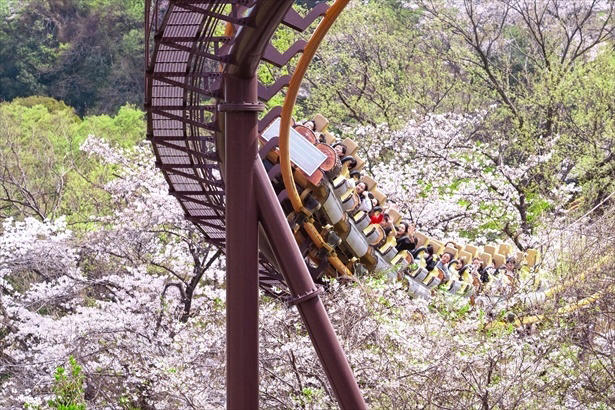 【文京区】六義園の桜 / 流れ落ちる滝のようなしだれ桜は必見, 【文京区】小石川後楽園の桜 / 多彩な桜が楽しめる、水戸徳川家上屋敷の庭園, 【台東区】上野恩賜公園の桜 / 江戸時代より親しまれる桜の名所, 【足立区】舎人公園の桜 / 日米友好の証、レーガン桜を見ることができる, 【渋谷区】代々木公園の桜 / 広い芝生の上で満開の桜を楽しむ, 【練馬区】石神井公園の桜 / 遊歩道やボートから美しい桜を鑑賞, 【練馬区】都立光が丘公園の桜 / 都会の喧噪を忘れて花見を楽しむ, 【杉並区】善福寺川緑地・和田堀公園の桜 / 川に沿って伸びる散策路沿いの桜並木が人気, 【調布市】都立神代植物公園の桜 / 花期が異なる約60種類の桜で長く観桜を楽しめる, 【稲城市】よみうりランドの桜 / ジェットコースターから史上最速の花見を体験, 【青梅市】梅岩寺の桜 / 青梅名物の巨大なしだれ桜, 【青梅市】釜の淵公園の桜 / 名所として知られる桜並木