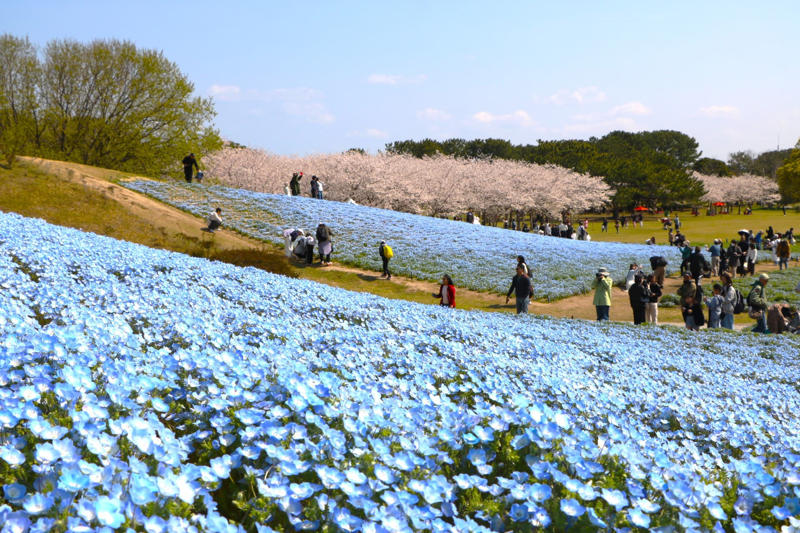 ■＜東京＞上野東照宮ぼたん苑「第四十七回 上野東照宮 春のぼたん祭」, ■＜茨城＞国営ひたち海浜公園「Flowering2026」, ■＜神奈川＞里山ガーデン「里山ガーデンフェスタ」, ■＜広島＞Flower village 花夢の里「芝桜とネモフィラの丘」, ■＜福岡＞国営海の中道海浜公園「海の中道フラワーピクニック2026」