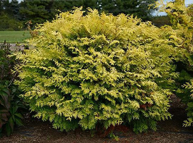 Bells of Fire™ Tecoma, Butterfly Milkweed, Tickseed, Phenomenal™ Lavender, Rose Verbena, Mini Touch™ Holly, Blanket Flower, Showy Stonecrop, Night Light® Hinoki Cypress, Arkansas Amsonia