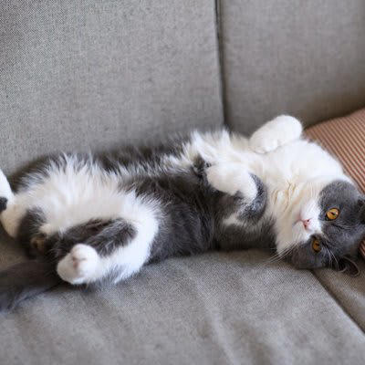 猫が足元で「ゴロンと横たわる」4つの理由, 1.「大好き！」という信頼の証, 2.「遊んで！」とかまってほしい, 3.「ここは自分の場所」という主張, 4.ごはんやオヤツの催促, やってはいけないNGな対応, 猫が喜ぶ「上手な応え方」