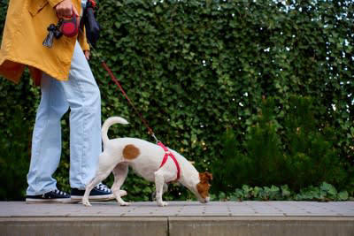 犬が「地面のニオイを嗅ぐ」3つの理由, 1.情報のチェック, 2.本能的な行動, 3.リラックス効果, やめさせた方がいい判断の基準, 散歩中に注意したいポイント, 「拾い食い」を徹底して防ぐ, リードの長さを適切に保つ, 「アイコンタクト」の練習をする