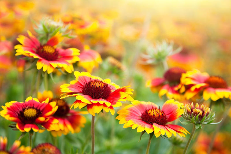 Bells of Fire™ Tecoma, Butterfly Milkweed, Tickseed, Phenomenal™ Lavender, Rose Verbena, Mini Touch™ Holly, Blanket Flower, Showy Stonecrop, Night Light® Hinoki Cypress, Arkansas Amsonia