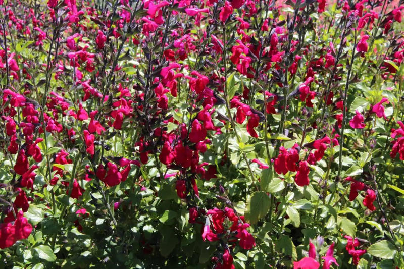 Bells of Fire™ Tecoma, Butterfly Milkweed, Tickseed, Phenomenal™ Lavender, Rose Verbena, Mini Touch™ Holly, Blanket Flower, Showy Stonecrop, Night Light® Hinoki Cypress, Arkansas Amsonia