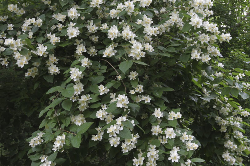 Camellia, Forsythia, Gardenia, Flowering Quince, Loropetalum, Mock Orange, Pittosporum, Viburnum