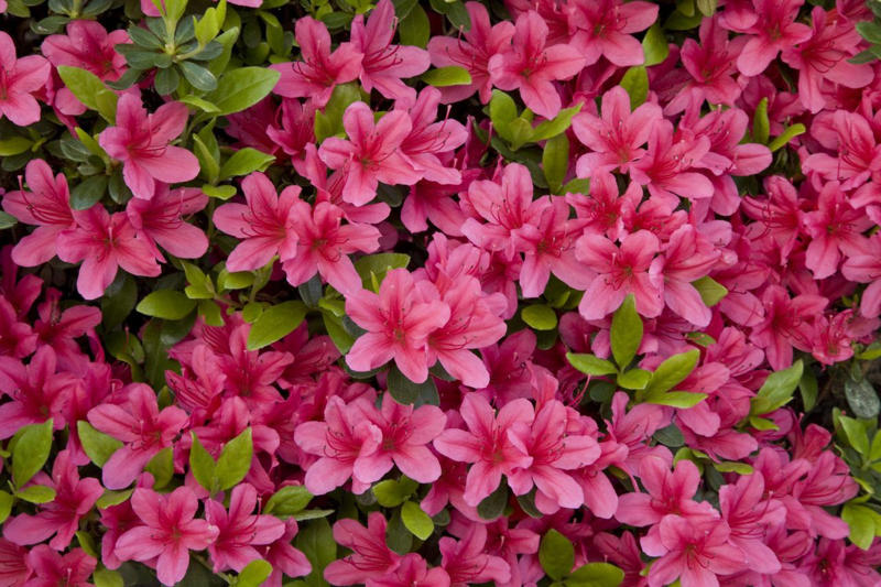 Camellia, Forsythia, Gardenia, Flowering Quince, Loropetalum, Mock Orange, Pittosporum, Viburnum
