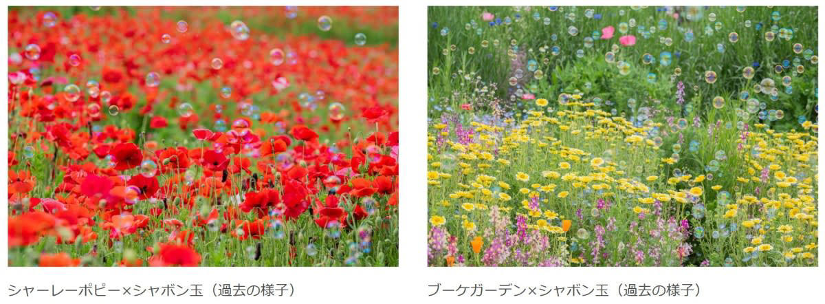次々と見頃を迎える春の花々、絶景リレーを楽しもう, 注目の撮影イベントや「春の推しグルメ」, シャボン玉が舞う！フォトジェニックな撮影イベント, 散策の合間に味わう「春の公園推しグルメ」, アプリで楽しむデジタル体験, 鉄道アクセスと航空ファン必見のイベント