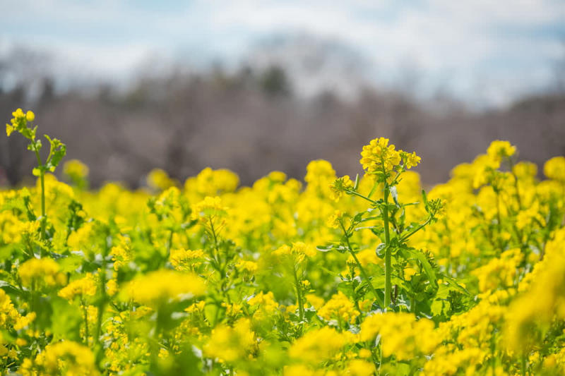 次々と見頃を迎える春の花々、絶景リレーを楽しもう, 注目の撮影イベントや「春の推しグルメ」, シャボン玉が舞う！フォトジェニックな撮影イベント, 散策の合間に味わう「春の公園推しグルメ」, アプリで楽しむデジタル体験, 鉄道アクセスと航空ファン必見のイベント