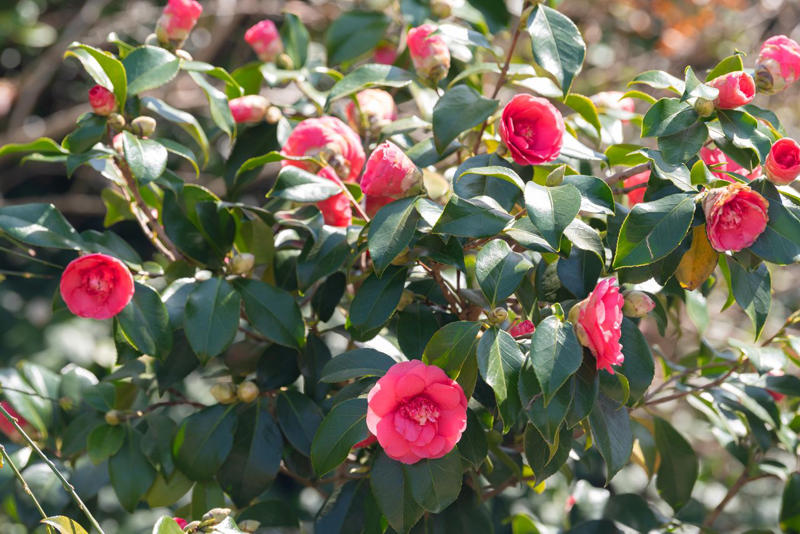Camellia, Forsythia, Gardenia, Flowering Quince, Loropetalum, Mock Orange, Pittosporum, Viburnum