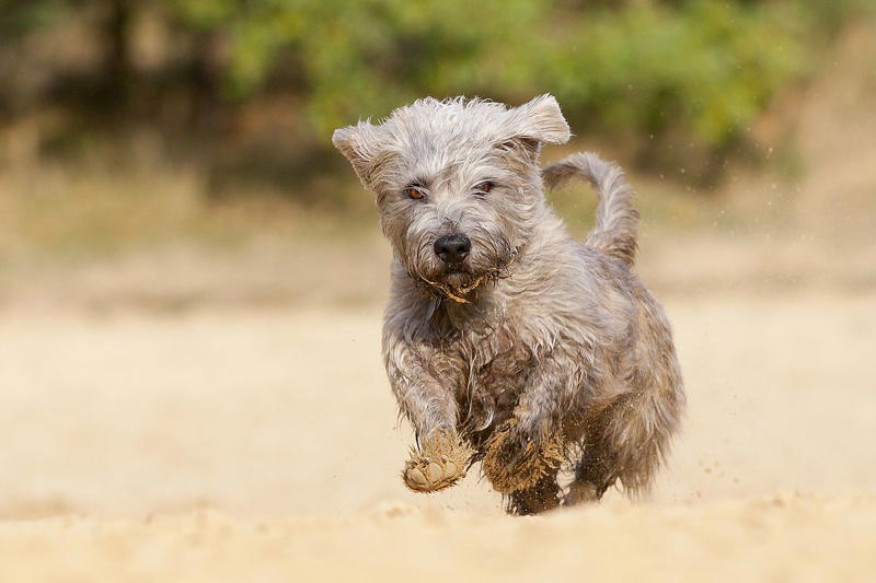 38) Glen of Imaal Terrier 1) Alaskan Klee Kai, 2) Biewer Terrier, 3) Norwegian Lundehund, 4) Cesky Terrier, 5) Dandie Dinmont Terrier, 43) Glen of Imaal Terrier