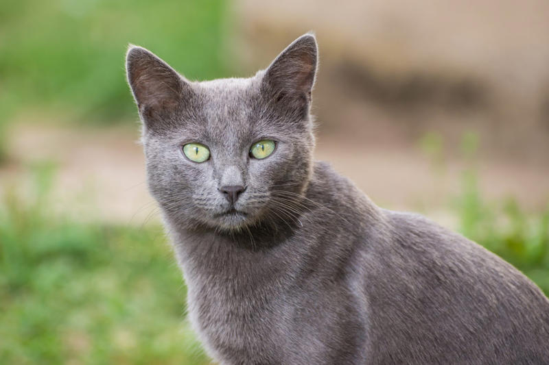 12. Maine Coon, 11. Peterbald, 10. Scottish Fold, 9. British Shorthair, 8. Ragdoll, 7. Russian Blue, 6. Himalayan, 5. Persian, 4. Toyger, 3. Devon Rex, 2. Sphynx, 1. Bengal