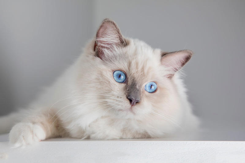 12. Maine Coon, 11. Peterbald, 10. Scottish Fold, 9. British Shorthair, 8. Ragdoll, 7. Russian Blue, 6. Himalayan, 5. Persian, 4. Toyger, 3. Devon Rex, 2. Sphynx, 1. Bengal