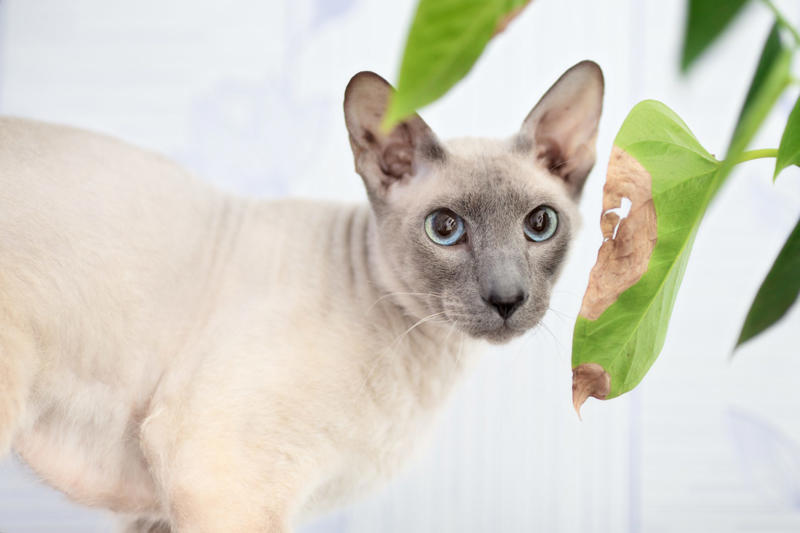 12. Maine Coon, 11. Peterbald, 10. Scottish Fold, 9. British Shorthair, 8. Ragdoll, 7. Russian Blue, 6. Himalayan, 5. Persian, 4. Toyger, 3. Devon Rex, 2. Sphynx, 1. Bengal