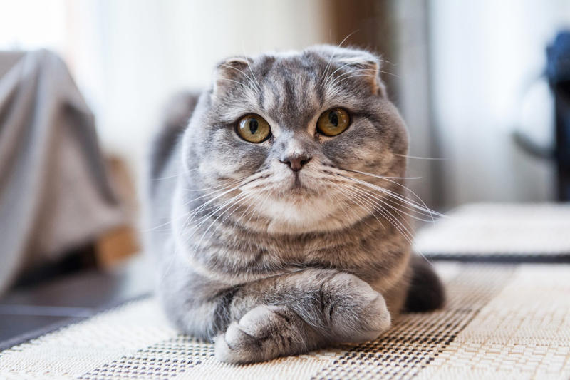 12. Maine Coon, 11. Peterbald, 10. Scottish Fold, 9. British Shorthair, 8. Ragdoll, 7. Russian Blue, 6. Himalayan, 5. Persian, 4. Toyger, 3. Devon Rex, 2. Sphynx, 1. Bengal