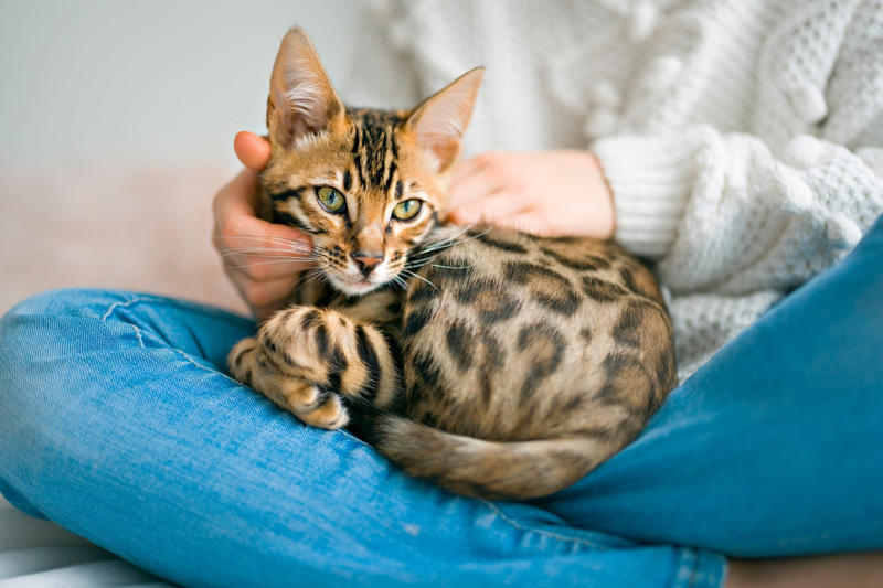 12. Maine Coon, 11. Peterbald, 10. Scottish Fold, 9. British Shorthair, 8. Ragdoll, 7. Russian Blue, 6. Himalayan, 5. Persian, 4. Toyger, 3. Devon Rex, 2. Sphynx, 1. Bengal