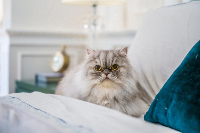 9. British Shorthair, 5. Persian, 3. Devon Rex, 2. Sphynx