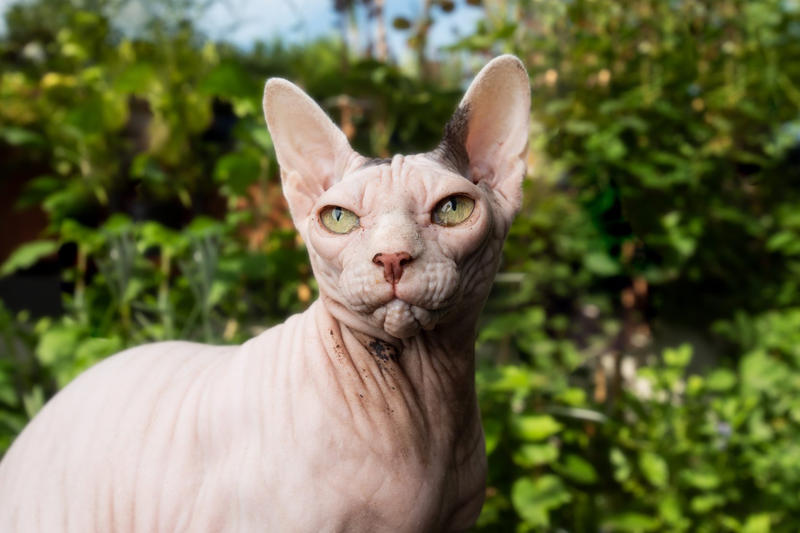 9. British Shorthair, 5. Persian, 3. Devon Rex, 2. Sphynx