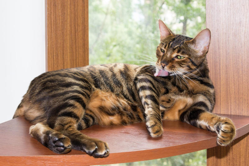 12. Maine Coon, 11. Peterbald, 10. Scottish Fold, 9. British Shorthair, 8. Ragdoll, 7. Russian Blue, 6. Himalayan, 5. Persian, 4. Toyger, 3. Devon Rex, 2. Sphynx, 1. Bengal