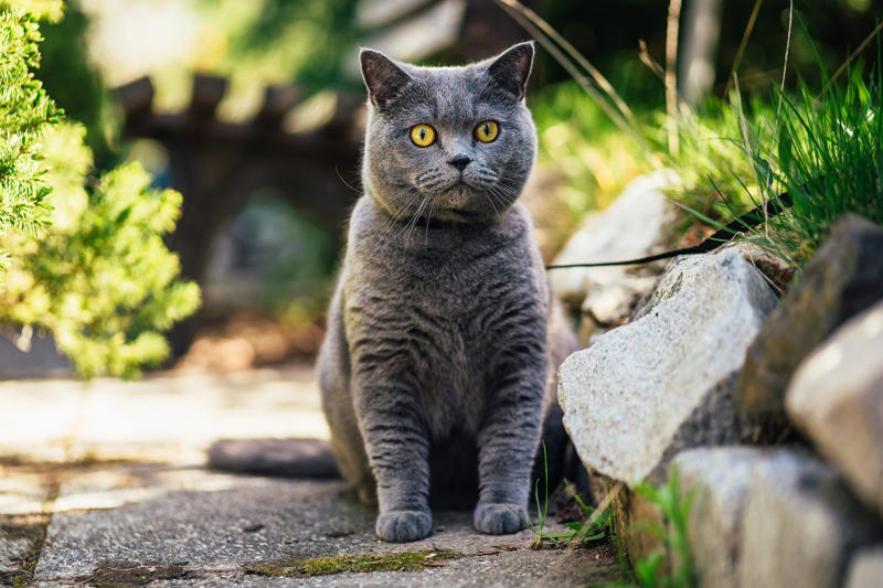 9. British Shorthair, 5. Persian, 3. Devon Rex, 2. Sphynx