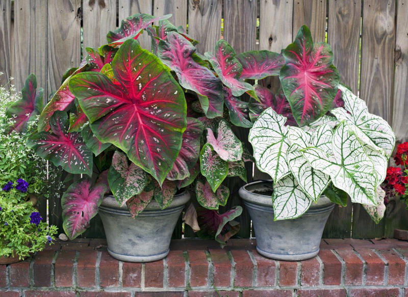 Primrose, Ligularia, Alternanthera, SunPatiens, Flowering Tobacco, Diamond Frost Euphorbia, Toad Lily, Columbine , Lungwort , Bigroot Geranium , Caladium, Heuchera, Browallia, Rex Begonia, Pulmonaria, Brunnera