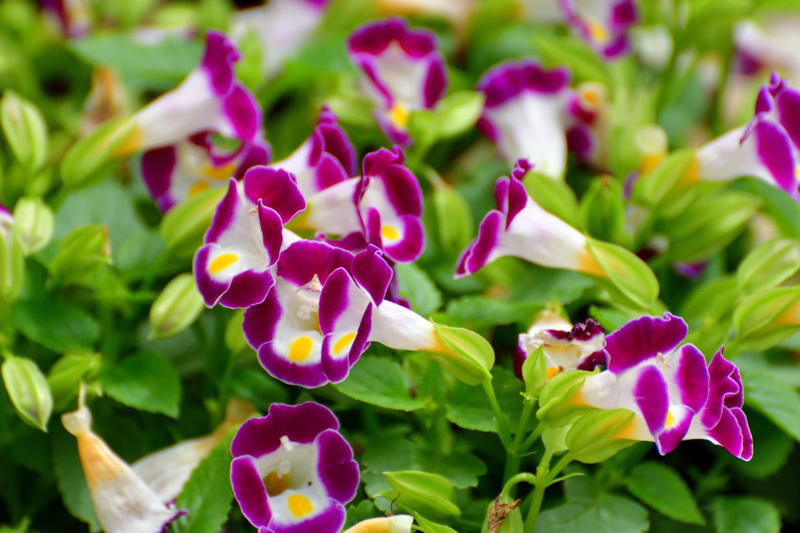 Primrose, Ligularia, Alternanthera, SunPatiens, Flowering Tobacco, Diamond Frost Euphorbia, Toad Lily, Columbine , Lungwort , Bigroot Geranium , Caladium, Heuchera, Browallia, Rex Begonia, Pulmonaria, Brunnera