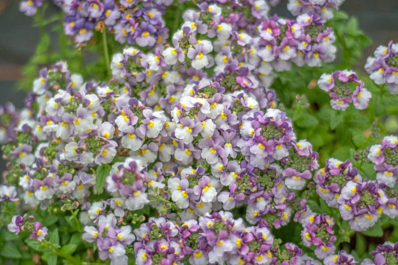Primrose, Ligularia, Alternanthera, SunPatiens, Flowering Tobacco, Diamond Frost Euphorbia, Toad Lily, Columbine , Lungwort , Bigroot Geranium , Caladium, Heuchera, Browallia, Rex Begonia, Pulmonaria, Brunnera