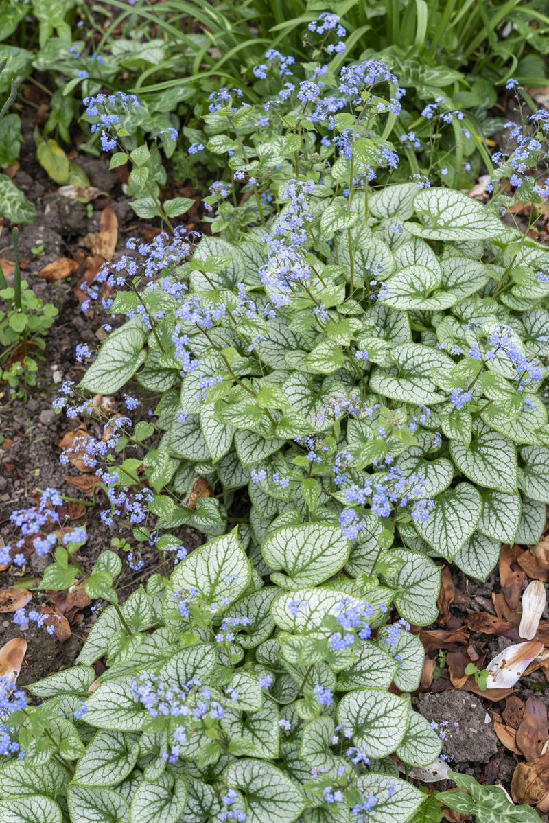 Primrose, Ligularia, Alternanthera, SunPatiens, Flowering Tobacco, Diamond Frost Euphorbia, Toad Lily, Columbine , Lungwort , Bigroot Geranium , Caladium, Heuchera, Browallia, Rex Begonia, Pulmonaria, Brunnera