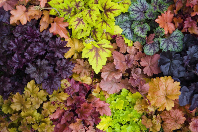 Primrose, Ligularia, Alternanthera, SunPatiens, Flowering Tobacco, Diamond Frost Euphorbia, Toad Lily, Columbine , Lungwort , Bigroot Geranium , Caladium, Heuchera, Browallia, Rex Begonia, Pulmonaria, Brunnera