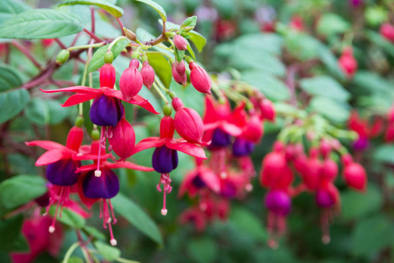 Primrose, Ligularia, Alternanthera, SunPatiens, Flowering Tobacco, Diamond Frost Euphorbia, Toad Lily, Columbine , Lungwort , Bigroot Geranium , Caladium, Heuchera, Browallia, Rex Begonia, Pulmonaria, Brunnera