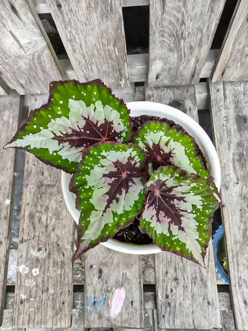 Primrose, Ligularia, Alternanthera, SunPatiens, Flowering Tobacco, Diamond Frost Euphorbia, Toad Lily, Columbine , Lungwort , Bigroot Geranium , Caladium, Heuchera, Browallia, Rex Begonia, Pulmonaria, Brunnera