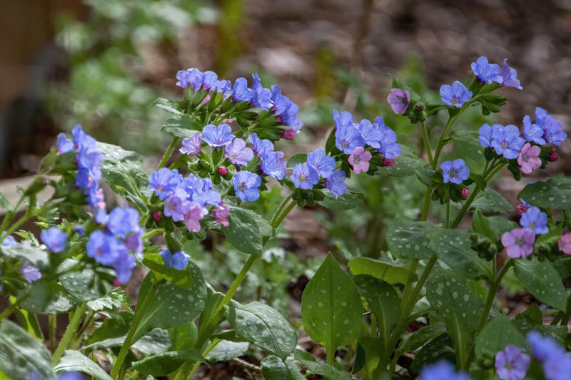 Primrose, Ligularia, Alternanthera, SunPatiens, Flowering Tobacco, Diamond Frost Euphorbia, Toad Lily, Columbine , Lungwort , Bigroot Geranium , Caladium, Heuchera, Browallia, Rex Begonia, Pulmonaria, Brunnera