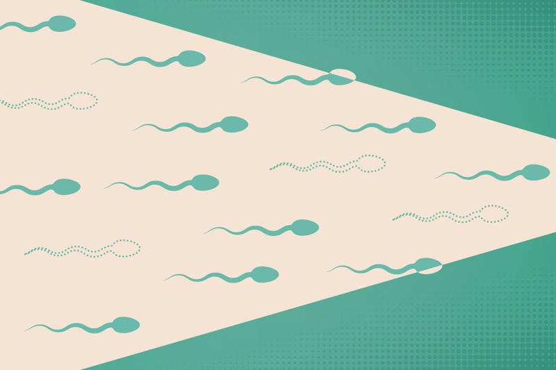 Sperm counts affected Bigger isn't better, A 24% size increase, Data from 55,761 men, A substantial increase in size, From 4.8 inches to 6 inches, "Any overall change in development is concerning", A fast change is concerning, Surprising results, Chemicals are to blame, Endocrine-disrupting chemicals in our environment and food, The hormonal milieu is affected, Chemical exposure affects puberty, Sperm counts affected, A significant decline in sperm counts between 2014 and 2020, Average sperm count fell by 52%, An acceleration in sperm count decline, Some think the male member is shrinking, Is pollution causing shrinkage?, Hopefully more studies will clarify things