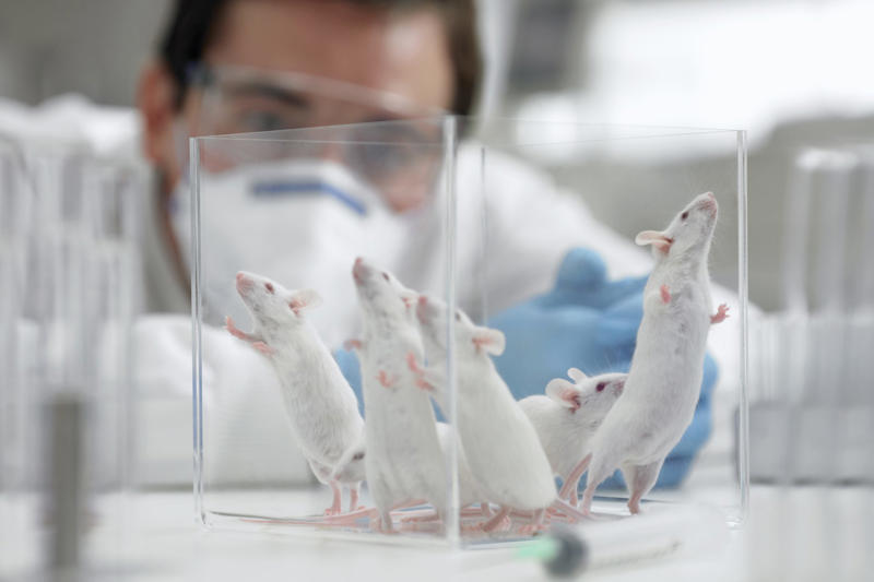 Would the effects last? Are animals as conscious as humans?, ‘The New York Declaration on Animal Consciousness’, Experts having discussions about research on animal consciousness, Before, they thought only human-like animals were conscious, Cephalopods avoid pain, remember things and can feel anxious, A fish species that passed ‘the mirror test’, Other animals that show self-awareness, The curious zebrafish, Playful bees, Behaviors that make up consciousness, A definition of consciousness, Can this new findings have implications in the treatment of animals?, Scientific findings have led to new policies before, Britain enacted legislation to protect octopuses, Speciesism