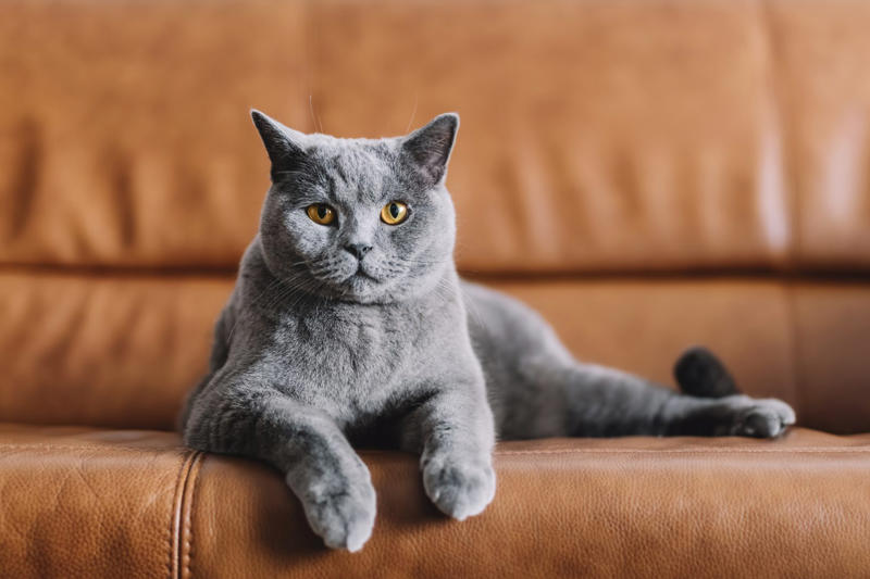 Chartreux Devon Rex, American Bobtail, Chartreaux, Khao Manee, American Curl, American Shorthair, Burmilla, RagaMuffin, Russian Blue