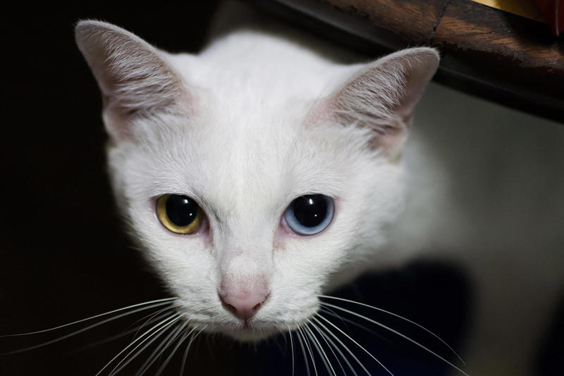 Khao Manee Devon Rex, American Bobtail, Chartreaux, Khao Manee, American Curl, American Shorthair, Burmilla, RagaMuffin, Russian Blue