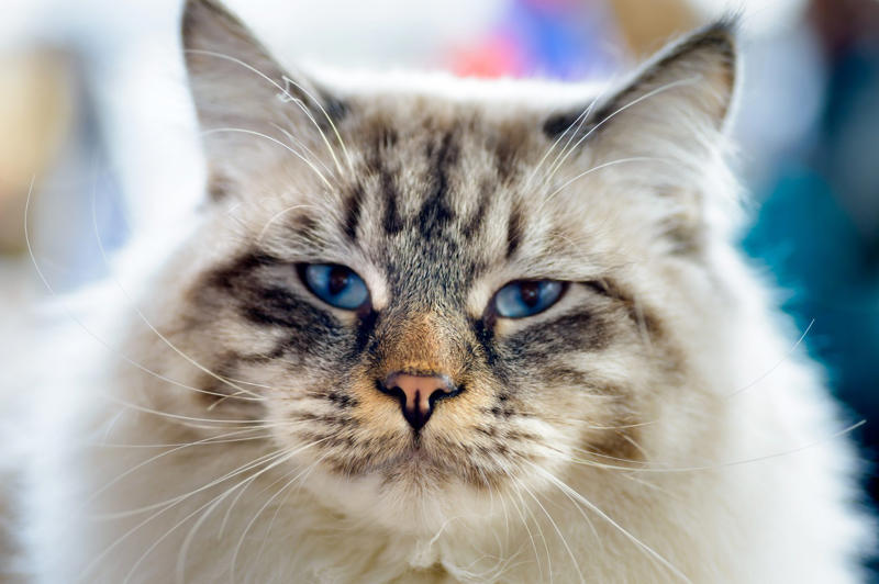 Ragamuffin Devon Rex, American Bobtail, Chartreaux, Khao Manee, American Curl, American Shorthair, Burmilla, RagaMuffin, Russian Blue
