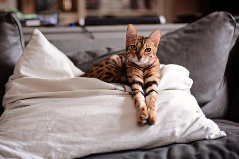 Devon Rex, Havana Brown, Abyssinian, American Bobtail, Chartreaux, Khao Manee, American Curl, American Shorthair, Burmilla, British Shorthair, Maine Coon, RagaMuffin, Russian Blue, Scottish Fold, About the expert, Why trust us
