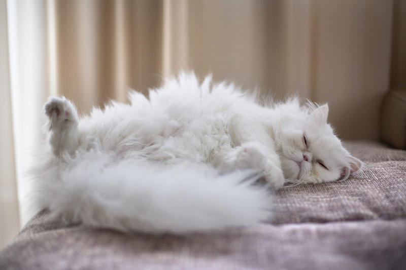 Persian Devon Rex, American Bobtail, Chartreaux, Khao Manee, American Curl, American Shorthair, Burmilla, RagaMuffin, Russian Blue