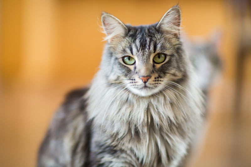 Devon Rex, Havana Brown, Abyssinian, American Bobtail, Chartreaux, Khao Manee, American Curl, American Shorthair, Burmilla, British Shorthair, Maine Coon, RagaMuffin, Russian Blue, Scottish Fold, About the expert, Why trust us