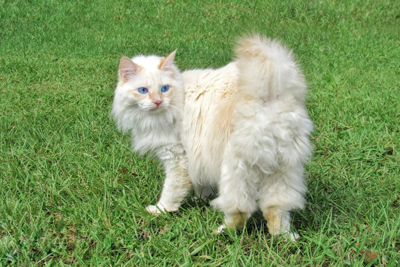American Bobtail Devon Rex, American Bobtail, Chartreaux, Khao Manee, American Curl, American Shorthair, Burmilla, RagaMuffin, Russian Blue