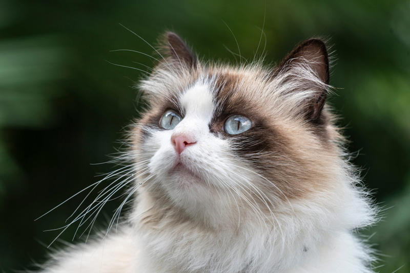 Birman Devon Rex, American Bobtail, Chartreaux, Khao Manee, American Curl, American Shorthair, Burmilla, RagaMuffin, Russian Blue