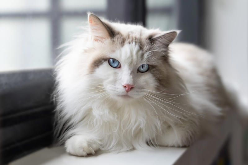 Devon Rex, Havana Brown, Abyssinian, American Bobtail, Chartreaux, Khao Manee, American Curl, American Shorthair, Burmilla, British Shorthair, Maine Coon, RagaMuffin, Russian Blue, Scottish Fold, About the expert, Why trust us