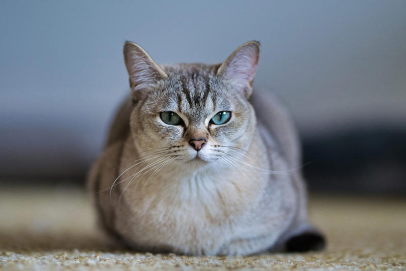 Burmilla Devon Rex, American Bobtail, Chartreaux, Khao Manee, American Curl, American Shorthair, Burmilla, RagaMuffin, Russian Blue